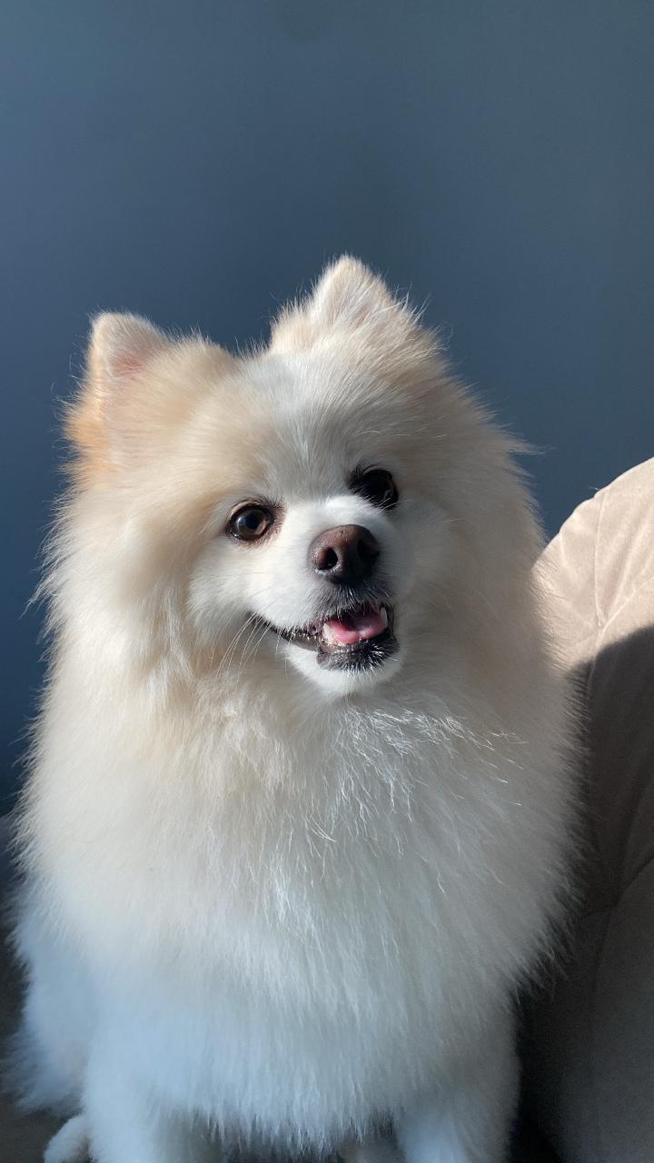 Ímã personalizado com foto de pet